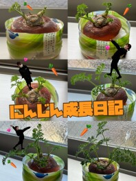 【 しみずのにんじん成長日記 】おおきくな～れ！★